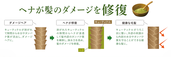 LOSA News 2025年3月