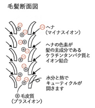 ヘナカラーで白髪が綺麗に染まる仕組み