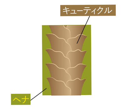 ヘナカラー,キューティクル