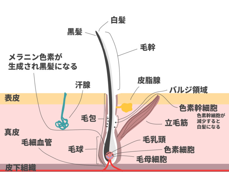 毛母細胞の活性化,発毛剤,効果ある