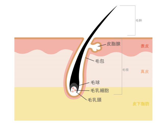 白髪が生えてくるメカニズム