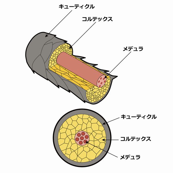 髪の構造を知ろう,髪質,柔らかくする