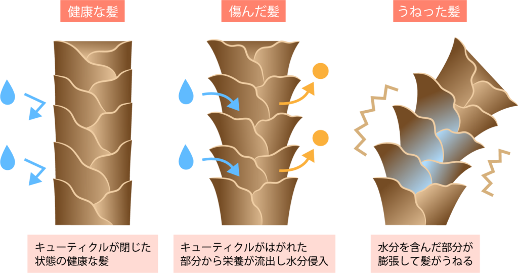 40代女性が直面する紙・頭皮の悩み,キューティクルが物理的にはがれる