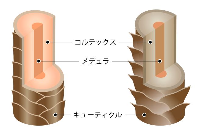 40代女性が直面する紙・頭皮の悩み,髪の毛の空洞化