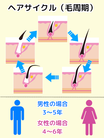 マイナチュレ,口コミ,ヘアサイクル
